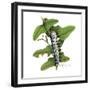 Zebra Caterpillar-Tim Knepp-Framed Giclee Print