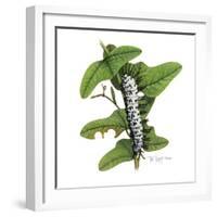 Zebra Caterpillar-Tim Knepp-Framed Giclee Print