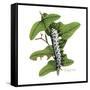 Zebra Caterpillar-Tim Knepp-Framed Stretched Canvas