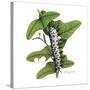 Zebra Caterpillar-Tim Knepp-Stretched Canvas