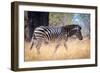 Zebra, Chobe National Park, Botswana, Africa-Karen Deakin-Framed Premium Photographic Print