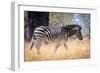 Zebra, Chobe National Park, Botswana, Africa-Karen Deakin-Framed Premium Photographic Print