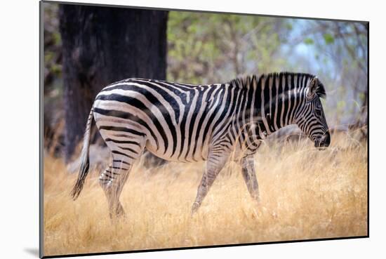 Zebra, Chobe National Park, Botswana, Africa-Karen Deakin-Mounted Premium Photographic Print