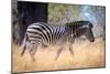 Zebra, Chobe National Park, Botswana, Africa-Karen Deakin-Mounted Premium Photographic Print