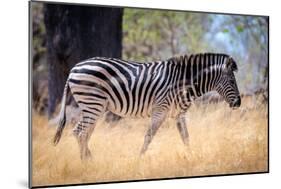 Zebra, Chobe National Park, Botswana, Africa-Karen Deakin-Mounted Premium Photographic Print