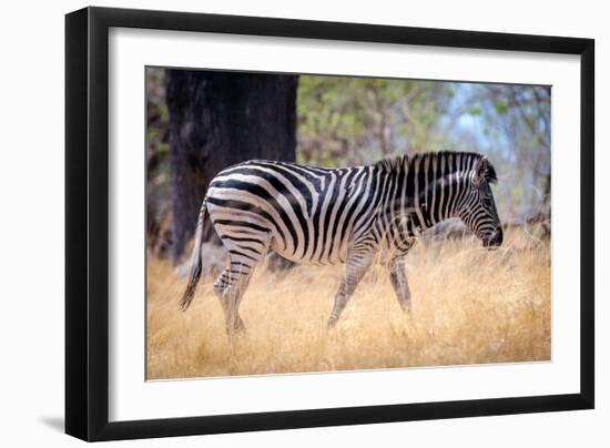 Zebra, Chobe National Park, Botswana, Africa-Karen Deakin-Framed Photographic Print