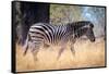 Zebra, Chobe National Park, Botswana, Africa-Karen Deakin-Framed Stretched Canvas