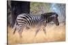 Zebra, Chobe National Park, Botswana, Africa-Karen Deakin-Stretched Canvas