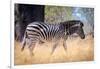 Zebra, Chobe National Park, Botswana, Africa-Karen Deakin-Framed Photographic Print