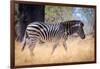 Zebra, Chobe National Park, Botswana, Africa-Karen Deakin-Framed Photographic Print