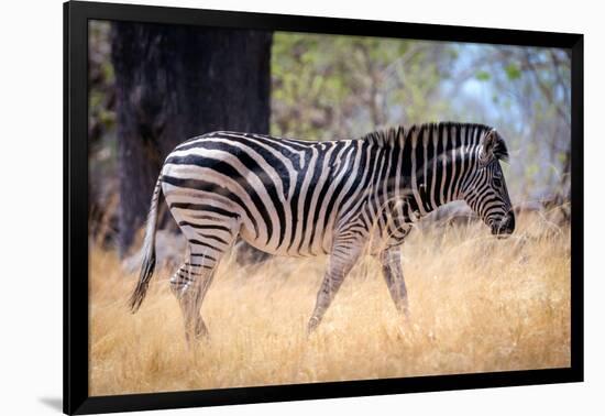 Zebra, Chobe National Park, Botswana, Africa-Karen Deakin-Framed Photographic Print