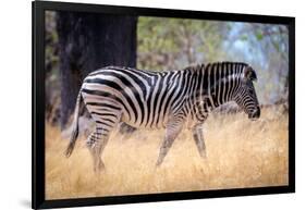 Zebra, Chobe National Park, Botswana, Africa-Karen Deakin-Framed Photographic Print