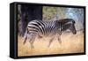 Zebra, Chobe National Park, Botswana, Africa-Karen Deakin-Framed Stretched Canvas