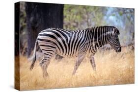 Zebra, Chobe National Park, Botswana, Africa-Karen Deakin-Stretched Canvas