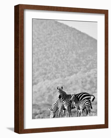 Zebra, Chyulus, 2018-Eric Meyer-Framed Photographic Print