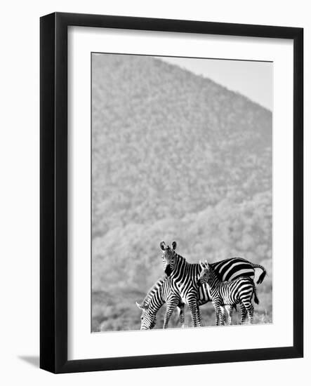 Zebra, Chyulus, 2018-Eric Meyer-Framed Photographic Print