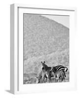 Zebra, Chyulus, 2018-Eric Meyer-Framed Photographic Print