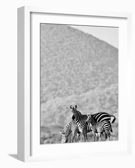 Zebra, Chyulus, 2018-Eric Meyer-Framed Photographic Print