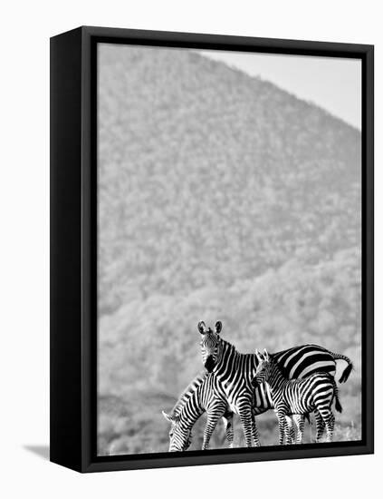 Zebra, Chyulus, 2018-Eric Meyer-Framed Stretched Canvas