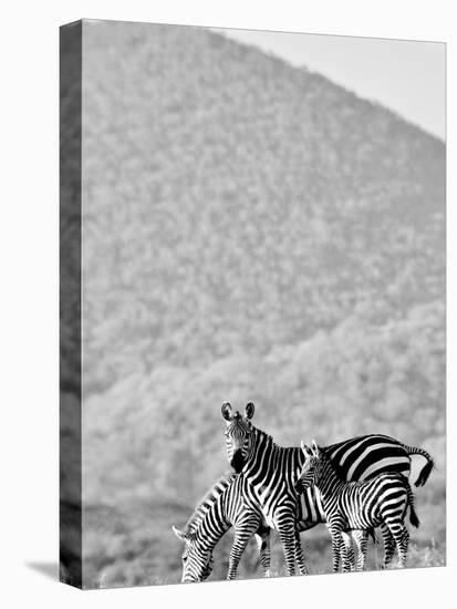 Zebra, Chyulus, 2018-Eric Meyer-Stretched Canvas
