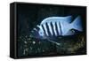 Zebra Cichlid 'Egg Spots'-null-Framed Stretched Canvas