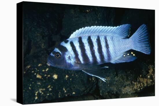 Zebra Cichlid 'Egg Spots'-null-Stretched Canvas