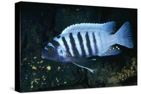 Zebra Cichlid 'Egg Spots'-null-Stretched Canvas