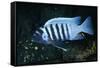 Zebra Cichlid 'Egg Spots'-null-Framed Stretched Canvas