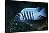 Zebra Cichlid 'Egg Spots'-null-Stretched Canvas