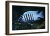 Zebra Cichlid 'Egg Spots'-null-Framed Photographic Print