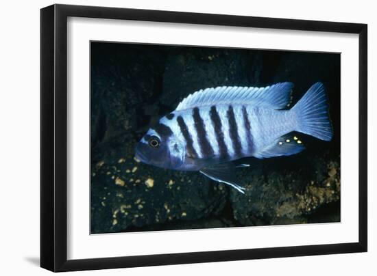 Zebra Cichlid 'Egg Spots'-null-Framed Photographic Print