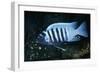 Zebra Cichlid 'Egg Spots'-null-Framed Photographic Print