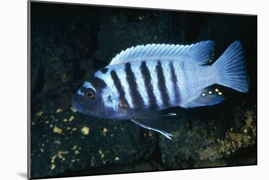 Zebra Cichlid 'Egg Spots'-null-Mounted Photographic Print