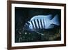 Zebra Cichlid 'Egg Spots'-null-Framed Photographic Print