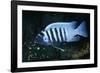 Zebra Cichlid 'Egg Spots'-null-Framed Photographic Print