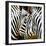 Zebra Close-up-Arcobaleno-Framed Art Print