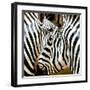 Zebra Close-up-Arcobaleno-Framed Art Print
