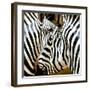 Zebra Close-up-Arcobaleno-Framed Art Print