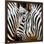 Zebra Close-up-Arcobaleno-Framed Art Print