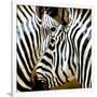 Zebra Close-up-Arcobaleno-Framed Art Print