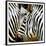 Zebra Close-up-Arcobaleno-Framed Art Print