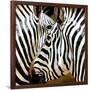 Zebra Close-up-Arcobaleno-Framed Art Print