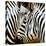 Zebra Close-up-Arcobaleno-Stretched Canvas
