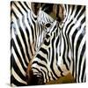 Zebra Close-up-Arcobaleno-Stretched Canvas