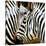 Zebra Close-up-Arcobaleno-Stretched Canvas
