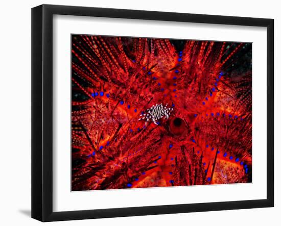 Zebra Crab (Zebrida Adamsii) in Symbiosis with an Astropyga Radiata Sea Urchin-Andrea Ferrari-Framed Premium Photographic Print