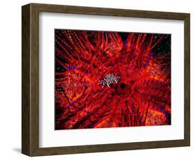 Zebra Crab (Zebrida Adamsii) in Symbiosis with an Astropyga Radiata Sea Urchin-Andrea Ferrari-Framed Photographic Print