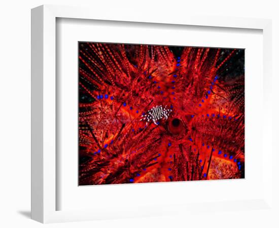 Zebra Crab (Zebrida Adamsii) in Symbiosis with an Astropyga Radiata Sea Urchin-Andrea Ferrari-Framed Photographic Print