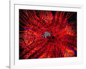 Zebra Crab (Zebrida Adamsii) in Symbiosis with an Astropyga Radiata Sea Urchin-Andrea Ferrari-Framed Photographic Print