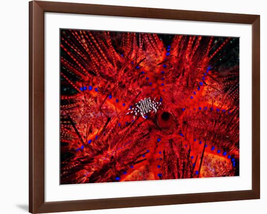 Zebra Crab (Zebrida Adamsii) in Symbiosis with an Astropyga Radiata Sea Urchin-Andrea Ferrari-Framed Photographic Print